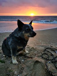 Dog on beach during sunset