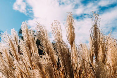 Low angle view of dry plants on field against sky