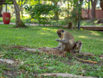 Monkey sitting on a field