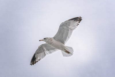 Low angle view of bird flying against clear sky