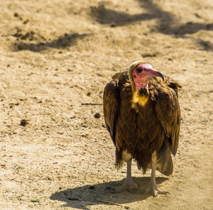 Close-up of a bird