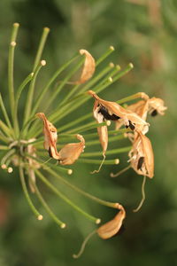 Close-up of insect on plant