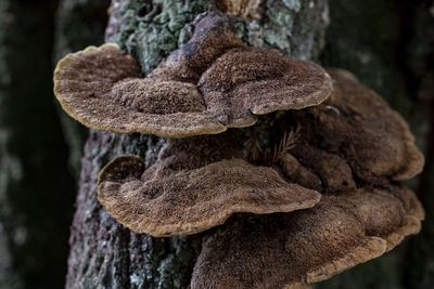 Close-up of mushrooms on tree trunk in forest