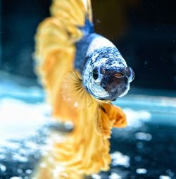 Close-up of fish swimming in sea