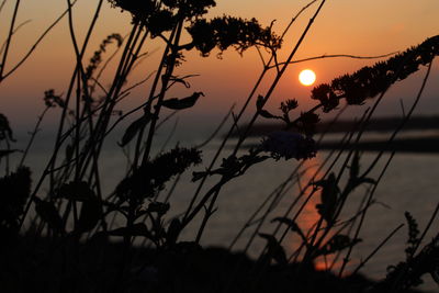 Close-up of silhouette plants against sunset sky