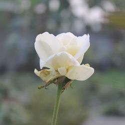 Close-up of white flower blooming outdoors