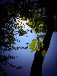 Low angle view of tree against clear sky