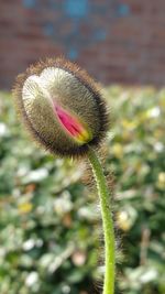 Close-up of flower