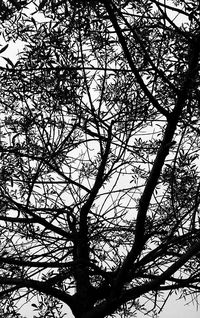 Low angle view of bare tree against sky