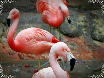 Birds in the lake