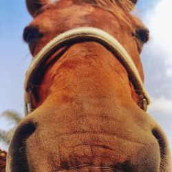 Close-up of animal eye