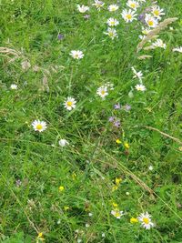 High angle view of flowering plants on field