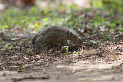 Close-up of an animal on field