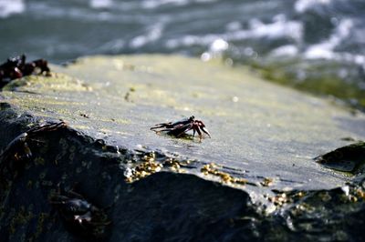 Close-up of crab on rock