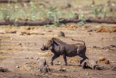 Warthog running on land