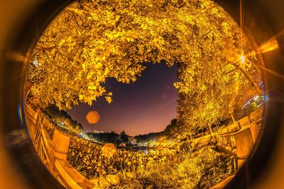 High angle view of illuminated plants at night