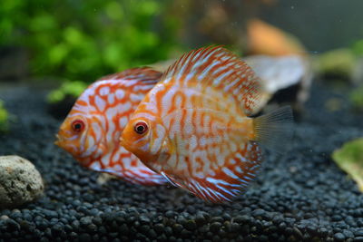 Close-up of fish swimming in sea