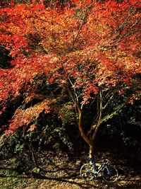 Close-up of red flowers on tree