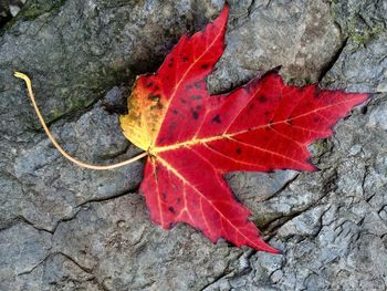 High angle view of maple leaves