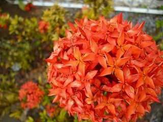 Close-up of red flowers