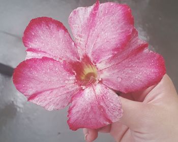 Close-up of hand holding pink flower