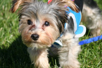 Close-up portrait of a dog