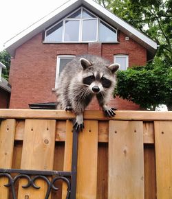 Portrait of raccoon on wooden fence against house