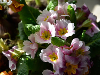 Close-up of flowers blooming outdoors