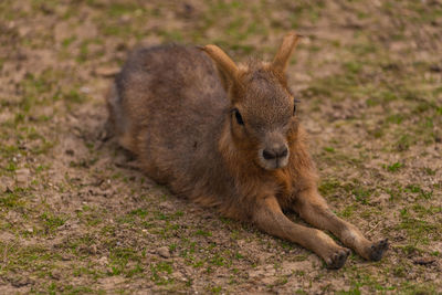 Portrait of lion relaxing on land