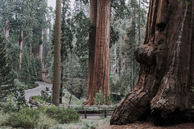 Close-up of tree trunk in forest