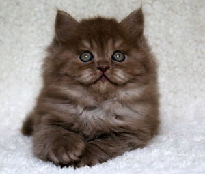 Portrait of cat sitting on rug