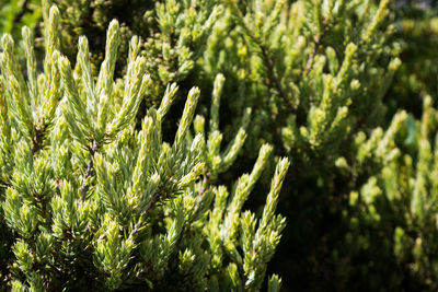 Close-up of plants growing in garden