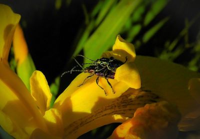 Close-up of insect on yellow flower