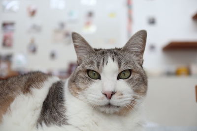 Close-up portrait of a cat