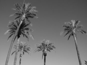 Low angle view of palm tree against clear sky