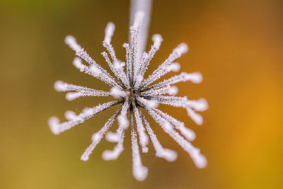 Close-up of christmas plant