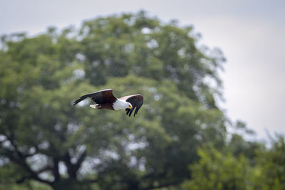 Low angle view of bird flying