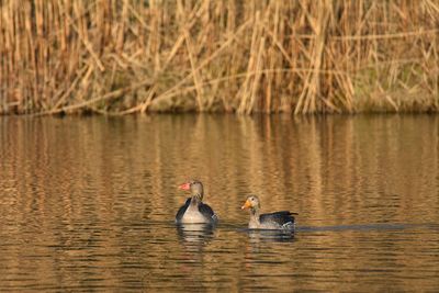 Duck swimming in lake