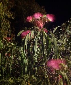 Close-up of pink flowering plants