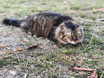 Portrait of cat relaxing on field