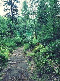 View of trees in forest