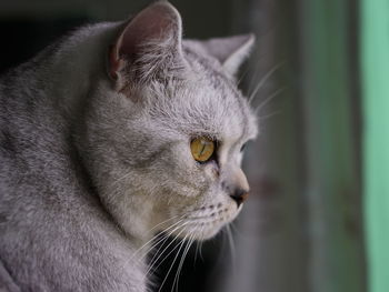 Close-up of cat looking away