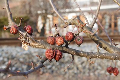 Close-up of berries on tree