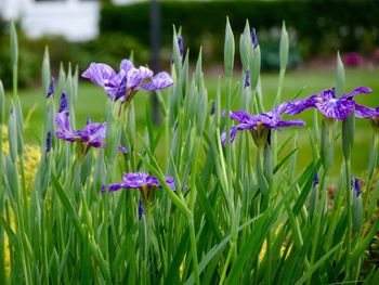 Close-up of purple flowering plants on field