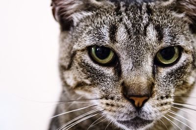 Close-up portrait of cat against white background