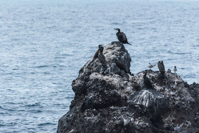 Bird perching on rock in sea