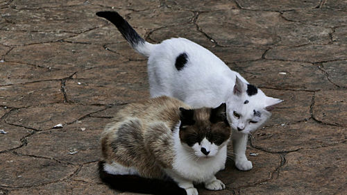 High angle view of cats on footpath