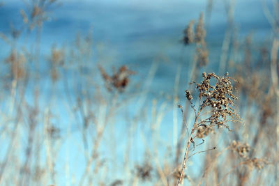 Close-up of dry plant