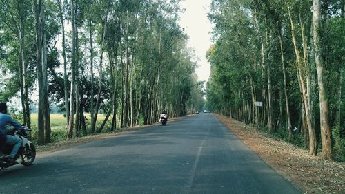 Road amidst trees