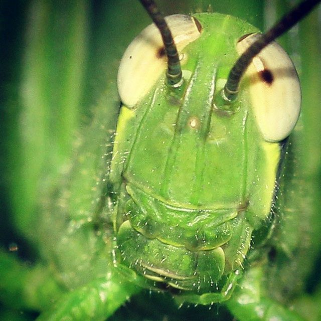 green color, close-up, focus on foreground, water, leaf, animal themes, animals in the wild, selective focus, no people, drop, nature, glass - material, transparent, wildlife, reflection, day, one animal, outdoors, wet, green